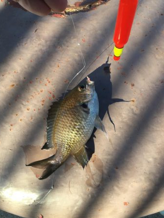 淡路は魚種多彩