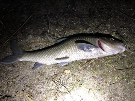 バス釣り外道登場‼︎