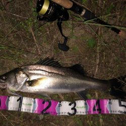 シーバス行ってきました。