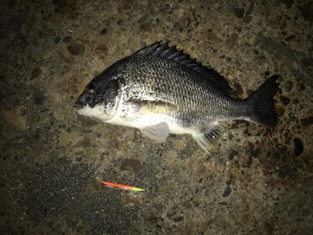 ナイトシーバス