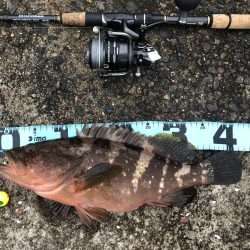 鯛狙いのはずが