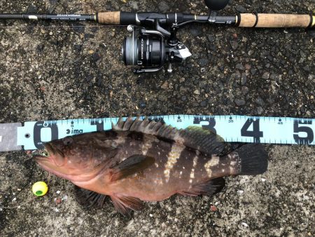 鯛狙いのはずが