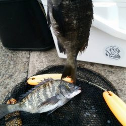 テトラ釣りにまた挑戦!