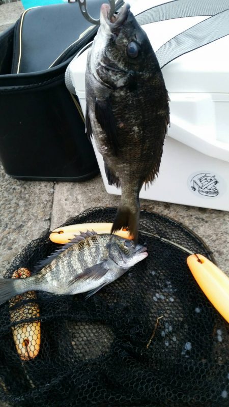 テトラ釣りにまた挑戦！