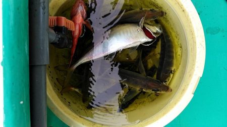 泉州丸 釣果