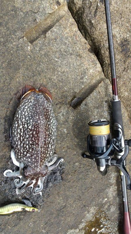 シリヤケエギング