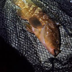 釣りデビュー　152日目