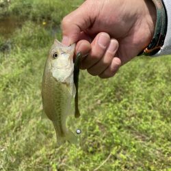 梅雨の中休みに