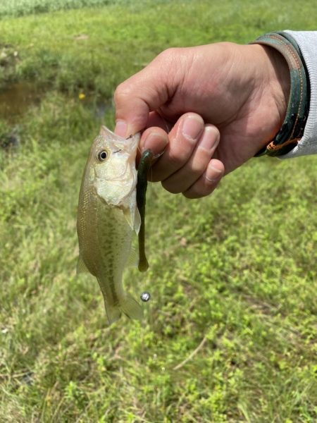 梅雨の中休みに