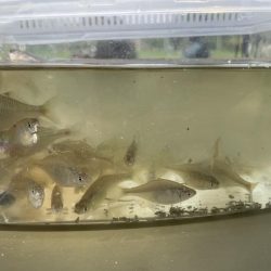 今週のタナゴ釣り