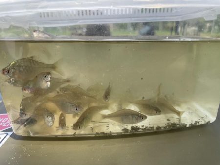 今週のタナゴ釣り