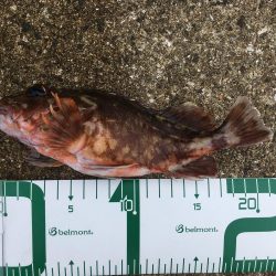 サバでガシラ釣り