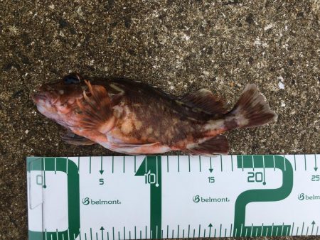 サバでガシラ釣り