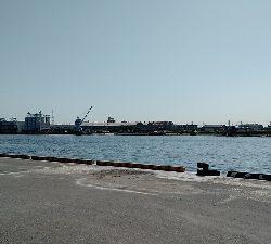 今年も奴が来た