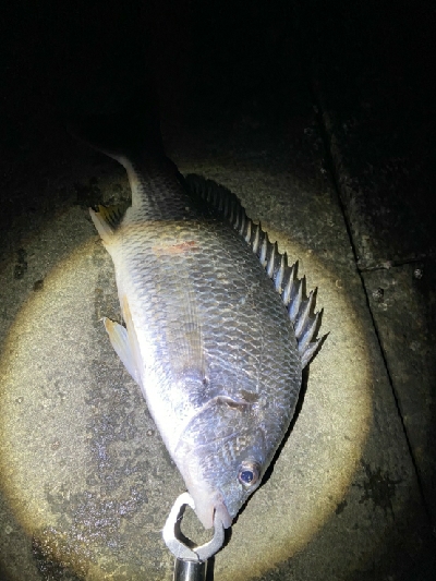 干物が食べたくて