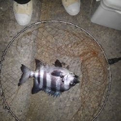 5/6釣果イシダイ大きめ釣れました!