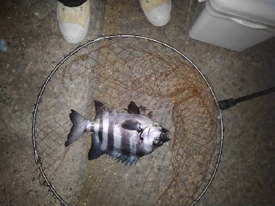 5/6釣果イシダイ大きめ釣れました！