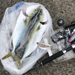 青物まだまだ（笑）