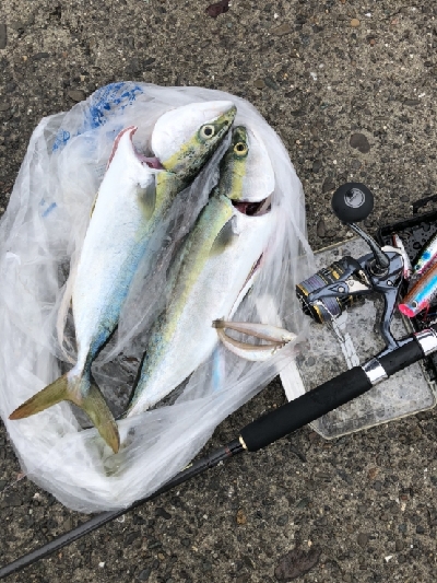 青物まだまだ（笑）