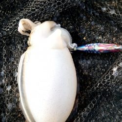 コウイカエギング