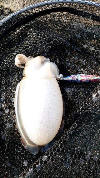 コウイカエギング