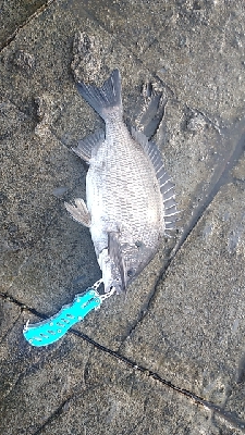 たまにくる大波を気にしながら釣り