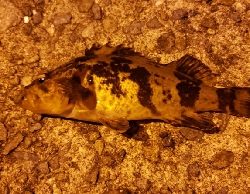 シーバス狙いに行ったけど