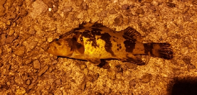 シーバス狙いに行ったけど