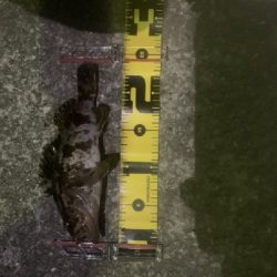 いつもと違う釣りで!