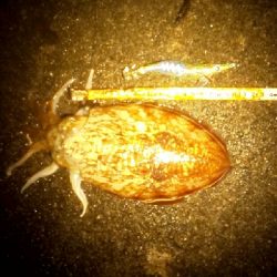 強濁りには音と光