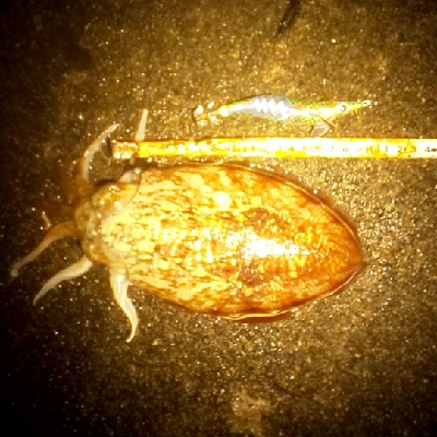 強濁りには音と光