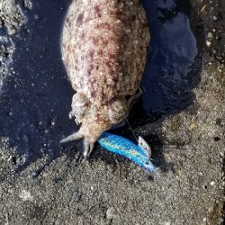 エギングしながらジグを投げてみました。