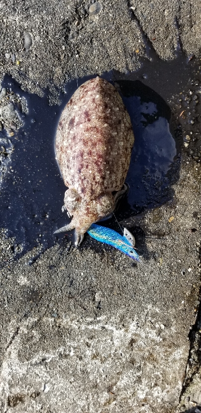 エギングしながらジグを投げてみました。