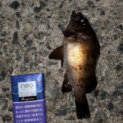 小潮メバリング