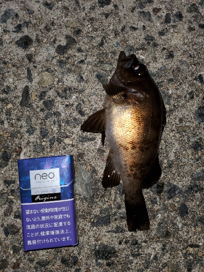 小潮メバリング