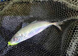 フロートアジング