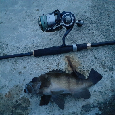 久々のメバル調査