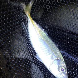 またまたアジング