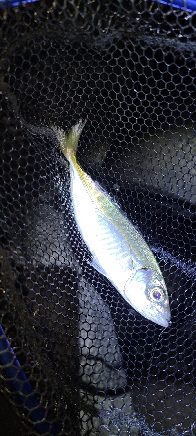 またまたアジング