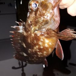 ボートライトフィッシング