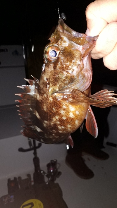 ボートライトフィッシング