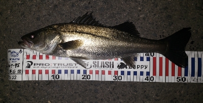 バチなのか⁉️…