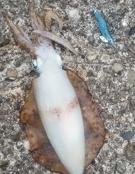 エギング大漁だ～