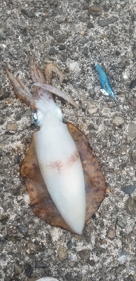 エギング大漁だ～