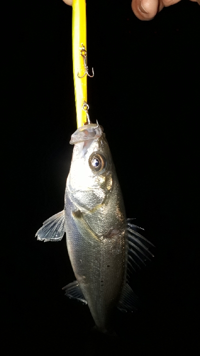 チーバスだらけ