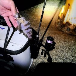 鯵探し兼メバリング