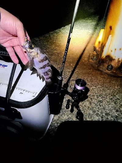 鯵探し兼メバリング