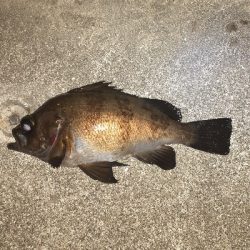 久々にメバリング