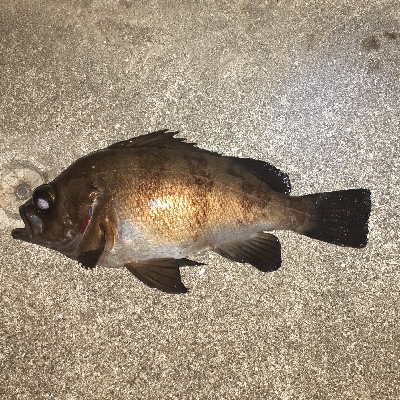 久々にメバリング