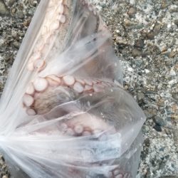 狙いが釣れずも嬉しい外道